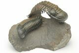 Pair of Crotalocephalina Trilobite Fossils - Atchana, Morocco #222368-1